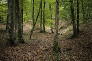Aktywny wypoczynek w lesie – pomysły na zabawy dla całej rodziny
